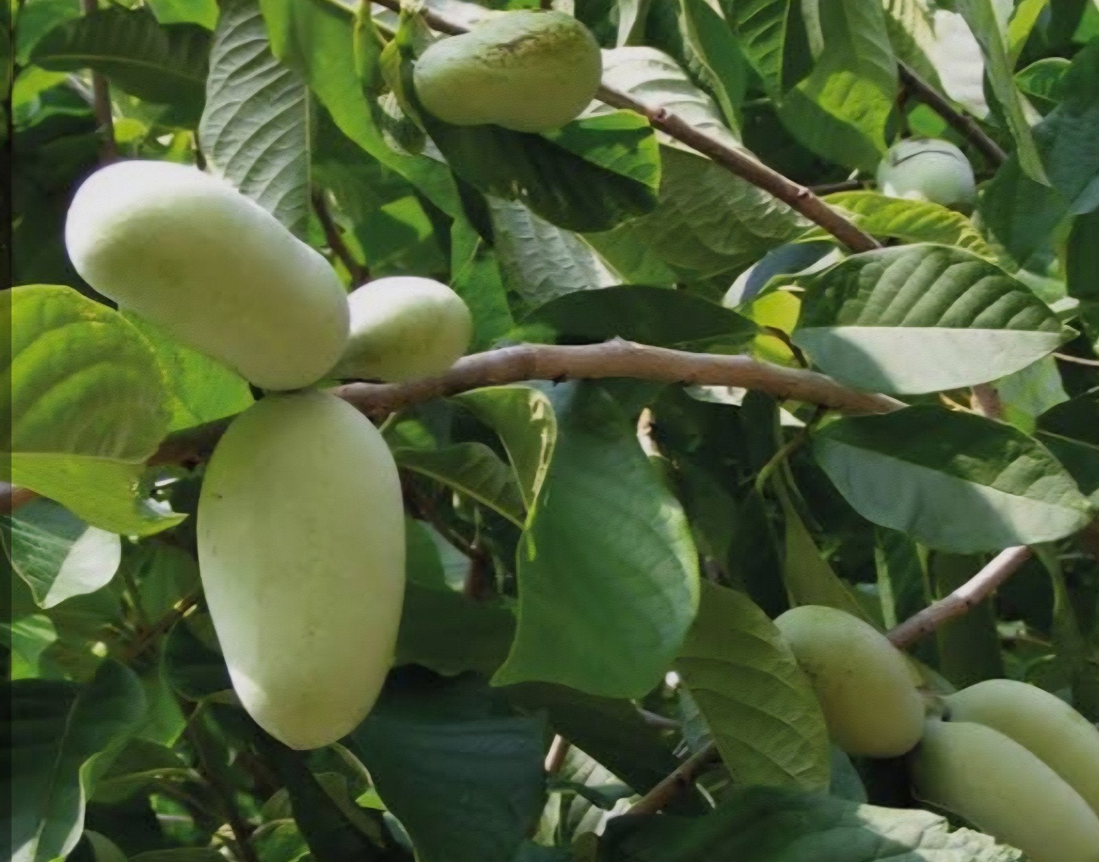pawpaw boompjes, Enlèvement