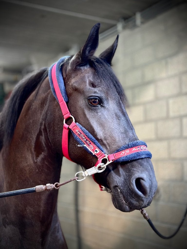 Halve stal Wieze, Dieren en Toebehoren, Paarden, Merrie, Minder dan 160 cm, L, 11 jaar of ouder