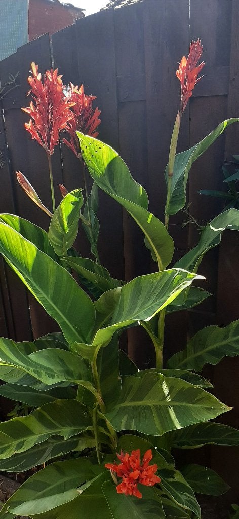 Cannas en bananenplanten einde hobby weg is weg, Enlèvement