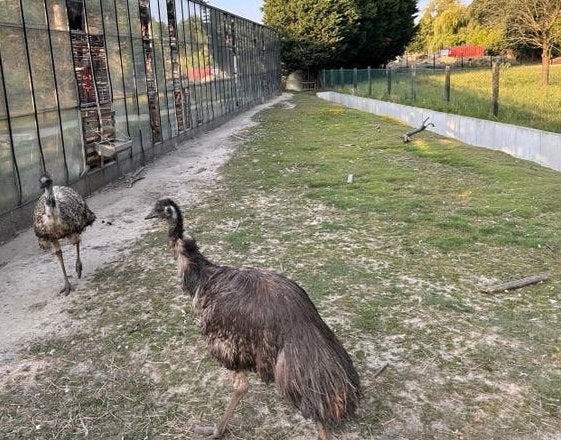 Koppel emoes, Dieren en Toebehoren, Meerdere dieren, Overige soorten