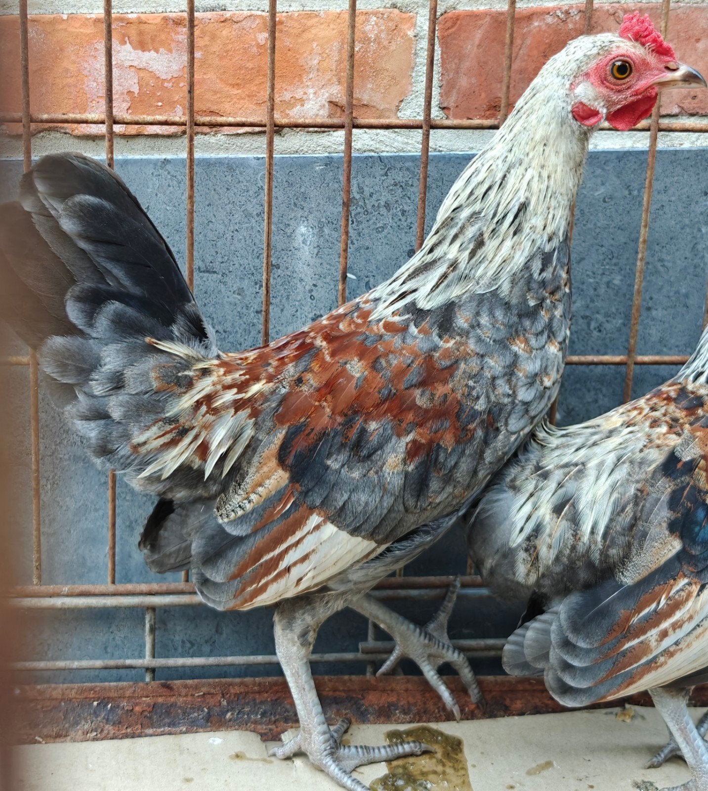 2 haantjes Waasse kriel