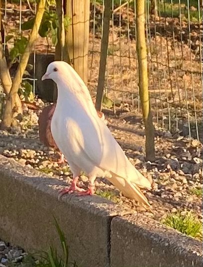 Mooi duiven, Dieren en Toebehoren