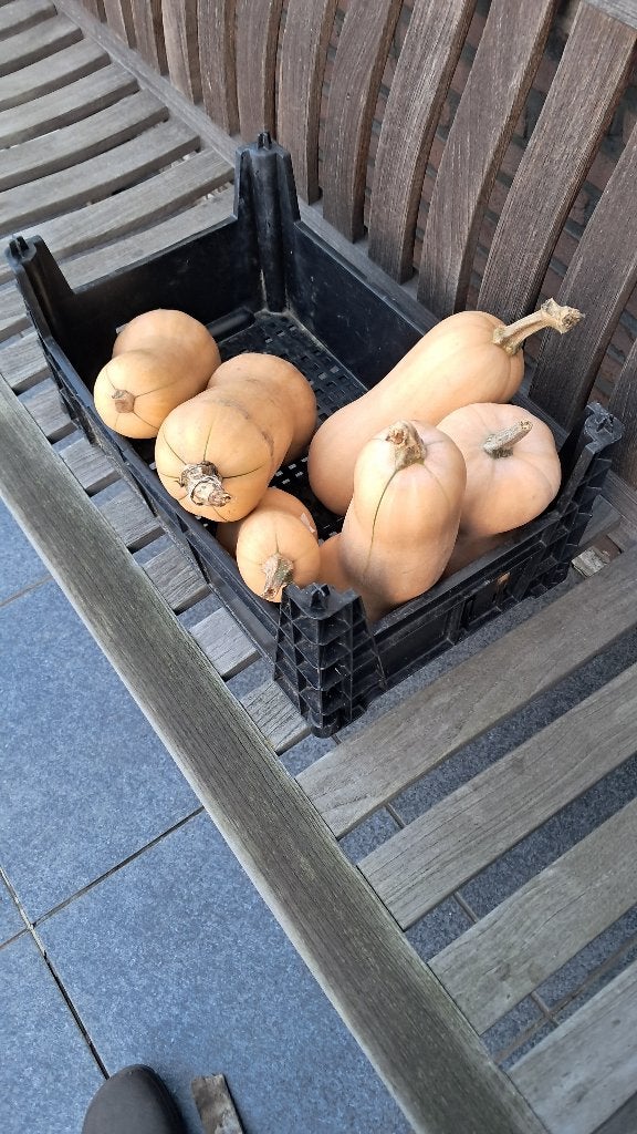 Butternut, Ophalen