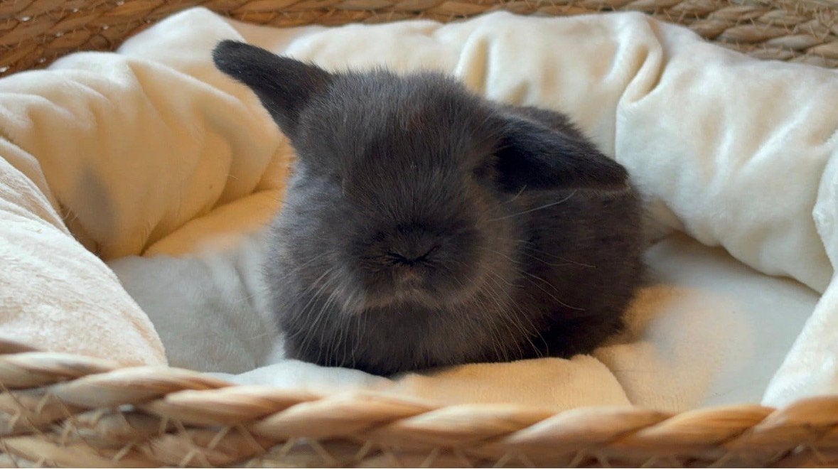Super lieve raszuivere ram, Dieren en Toebehoren, Mannelijk, Dwerg, Hangoor, 0 tot 2 jaar