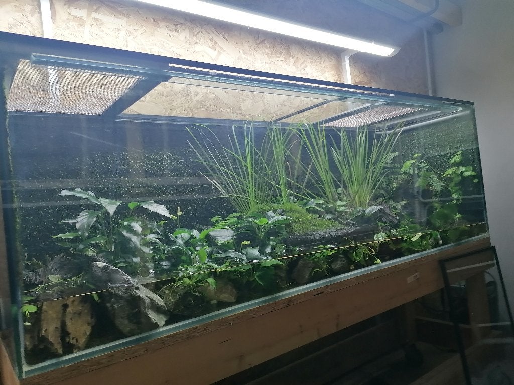 Bombina orientalis, Animaux & Accessoires, Amphibien, Avec terrarium, 0 à 2 ans