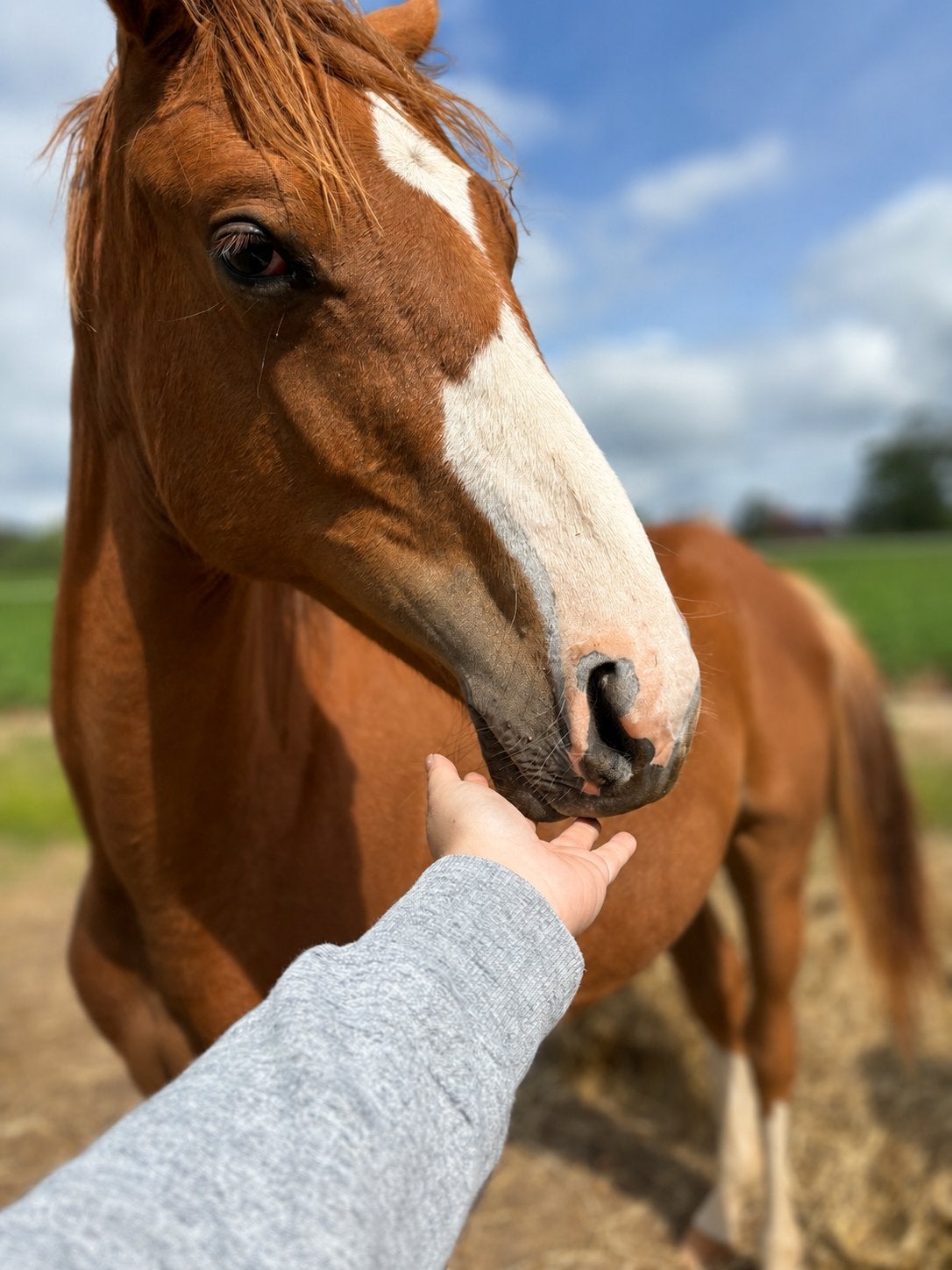 Vosse bwp merrie jaarling Count on me Z, Animaux & Accessoires, Chevaux, Jument, Z