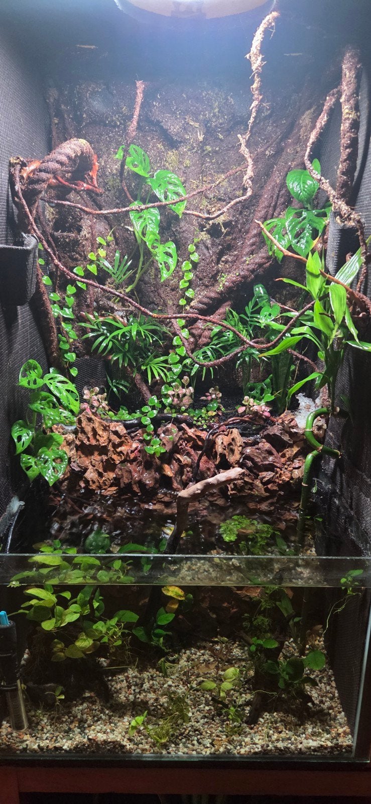 Paludarium, Dieren en Toebehoren, Reptielen en Amfibieën | Toebehoren, Ophalen of Verzenden