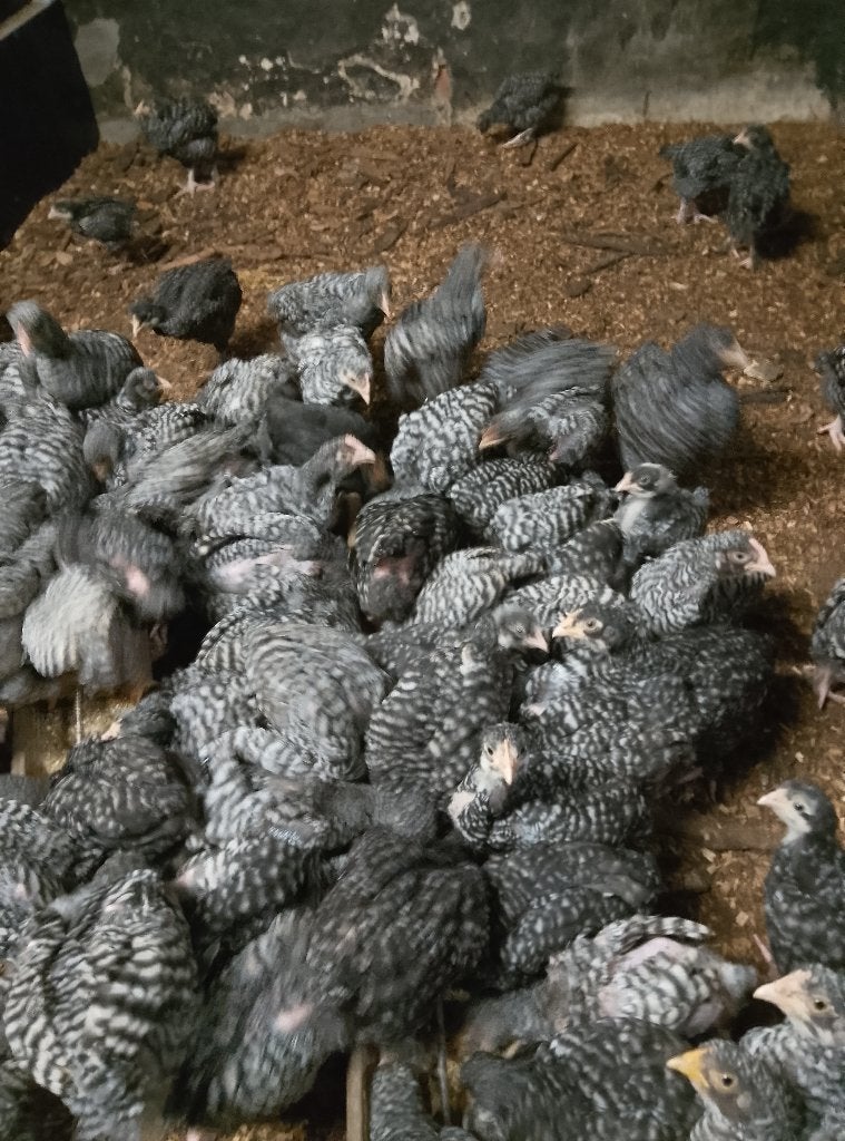 Hanen Mechelse koekoek, Dieren en Toebehoren, Pluimvee