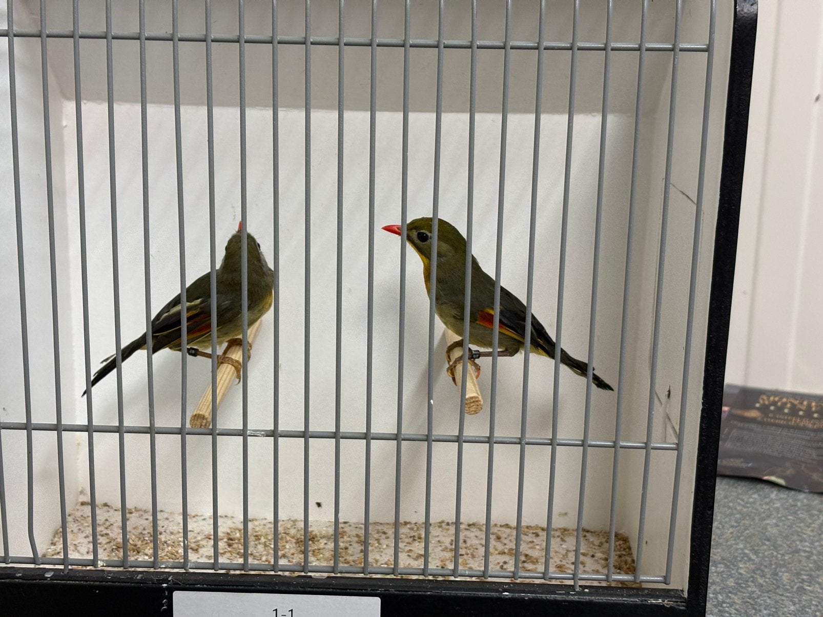 Nachtegaal pop, Dieren en Toebehoren