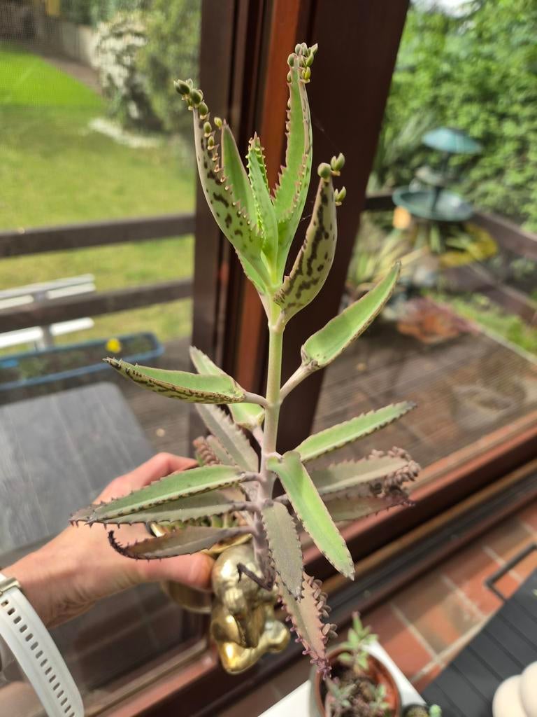 Mother of thousands kamerplant met veel babys, Huis en Inrichting, Kamerplanten, Ophalen, Vetplant, In pot, Minder dan 100 cm