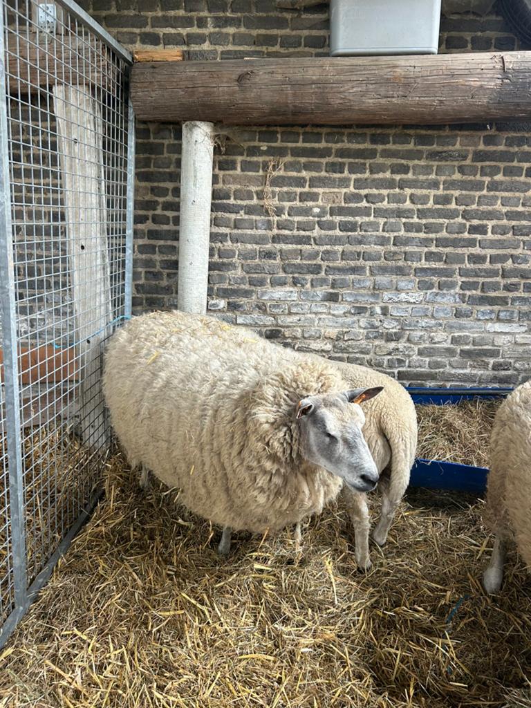 Mooi ooi, Dieren en Toebehoren