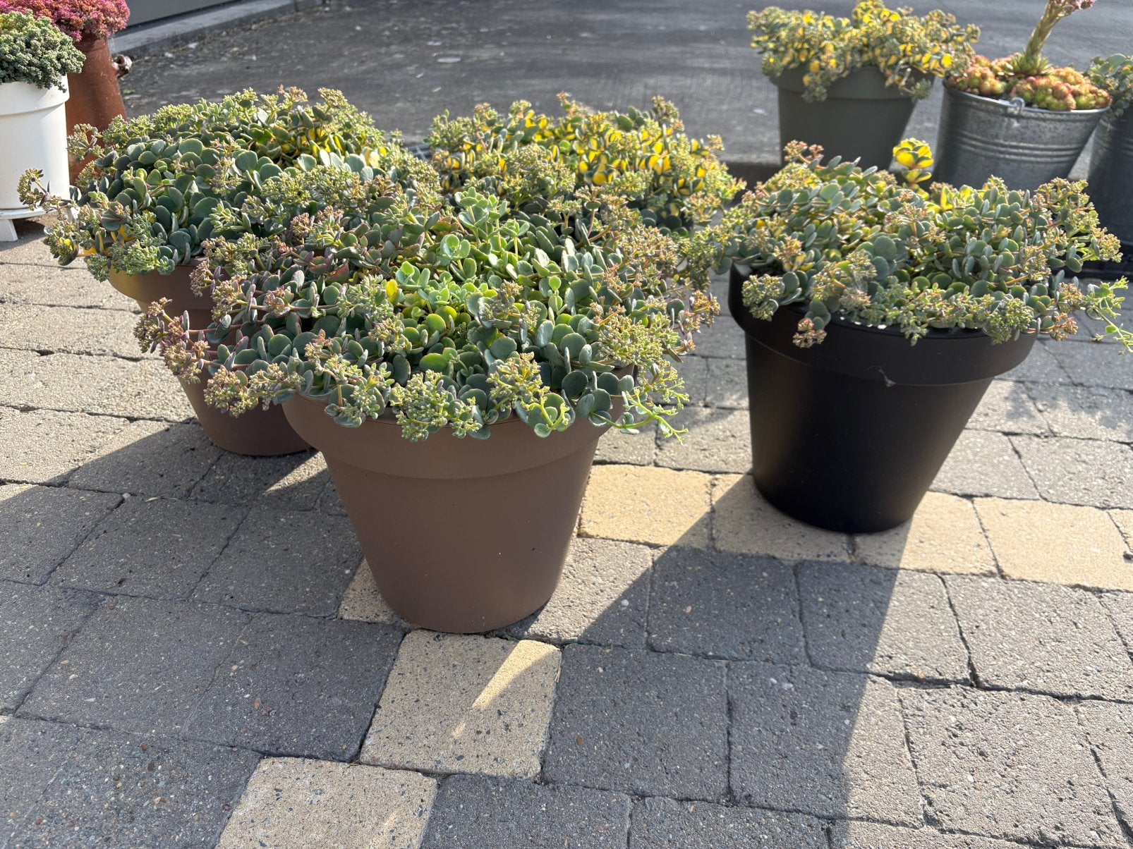 ‼️laatste stuks‼️bloempotten met sieboldii ‼️, Ophalen, Zo goed als nieuw