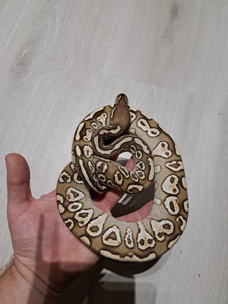 Ball python Ball Python - male for sale from Devair