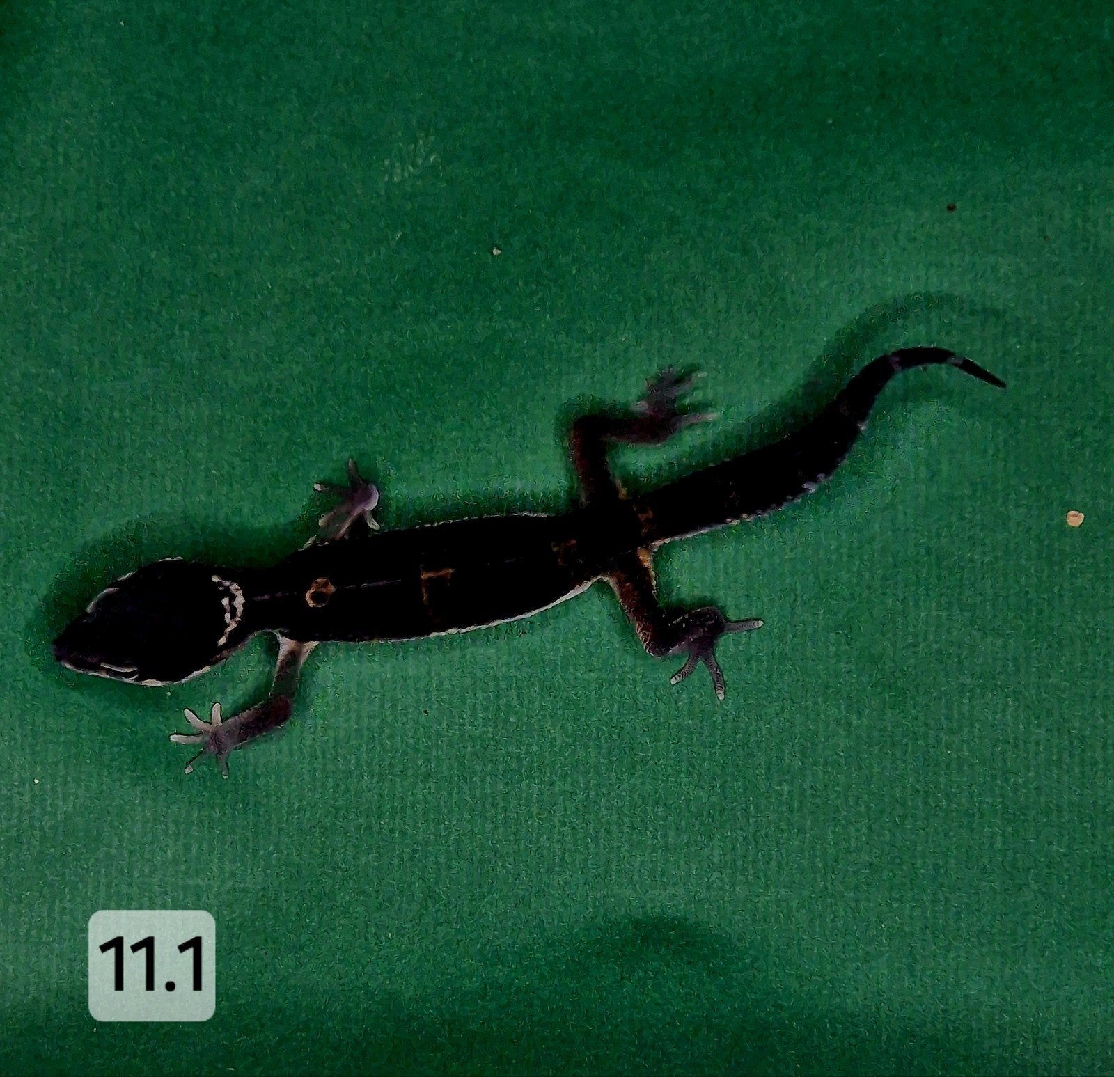 TSF MACK SNOW BLACK NIGHT HET ECLIPSE, Dieren en Toebehoren, Reptielen en Amfibieën