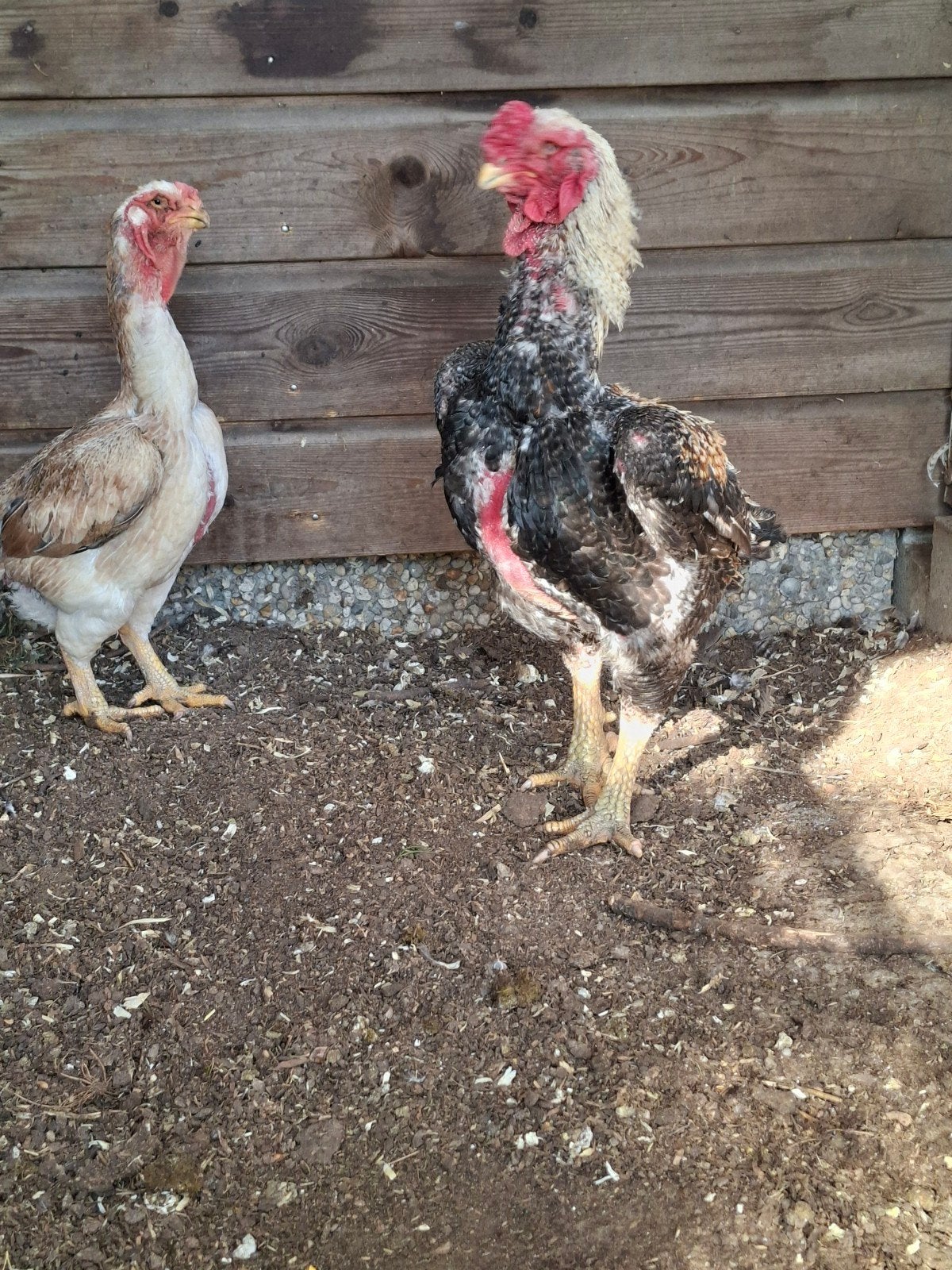 Paire Yamato Gunkei, Plusieurs animaux, Poule ou poulet