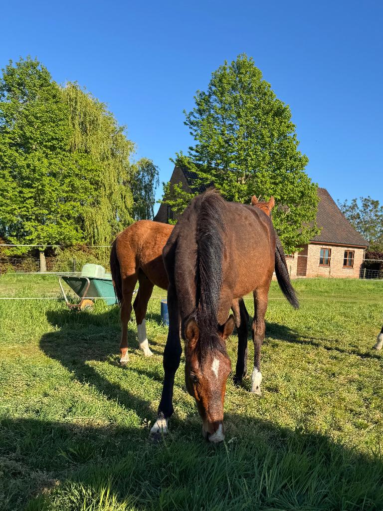 Jaarling hengst Extra Z, 165 à 170 cm, Avec pedigree, Étalon, 0 à 2 ans