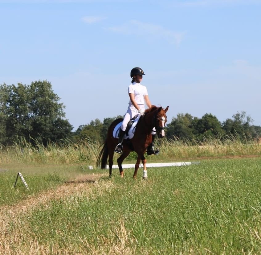 Feetje b-pony 16 jaar merrie, Animaux & Accessoires, Poneys, Poney B (1.17 m à 1.27 m), B, 11 ans ou plus, Avec pedigree