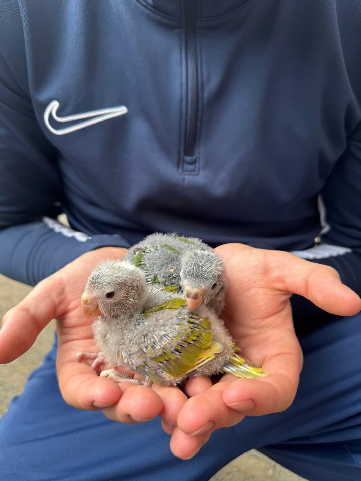 Jonge kakarikies, Dieren en Toebehoren, Tam