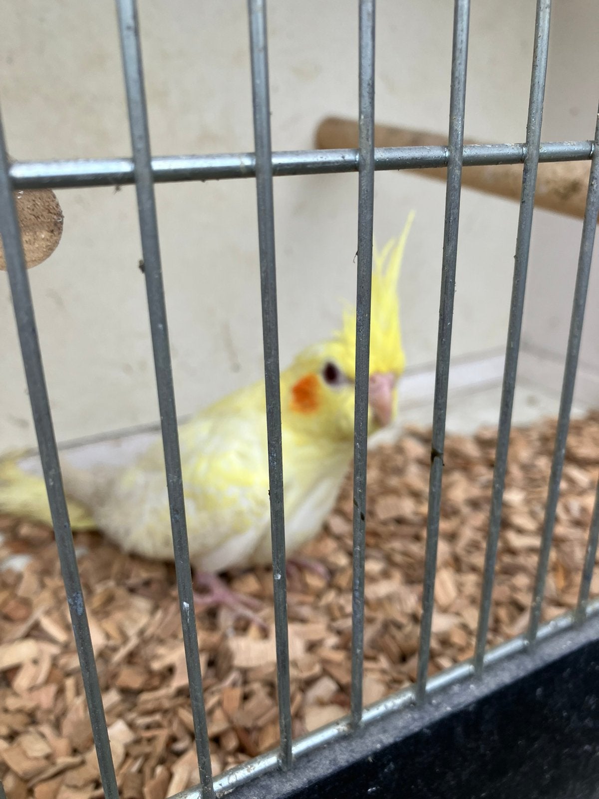 JONGE VALKPARKIETJES OM HANDTAM TE MAKZN VANAF 50 EURO/VOGEL, Dieren en Toebehoren, Vogels | Parkieten en Papegaaien, Parkiet
