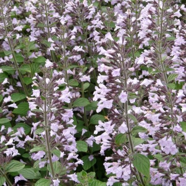 Calaminthe nepeta nepeta, Jardin & Terrasse, Plantes | Jardin, Enlèvement