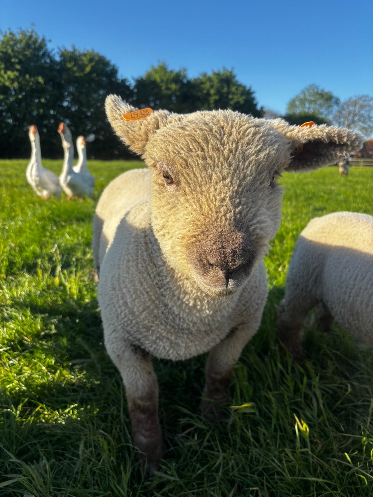 Southdown babydoll