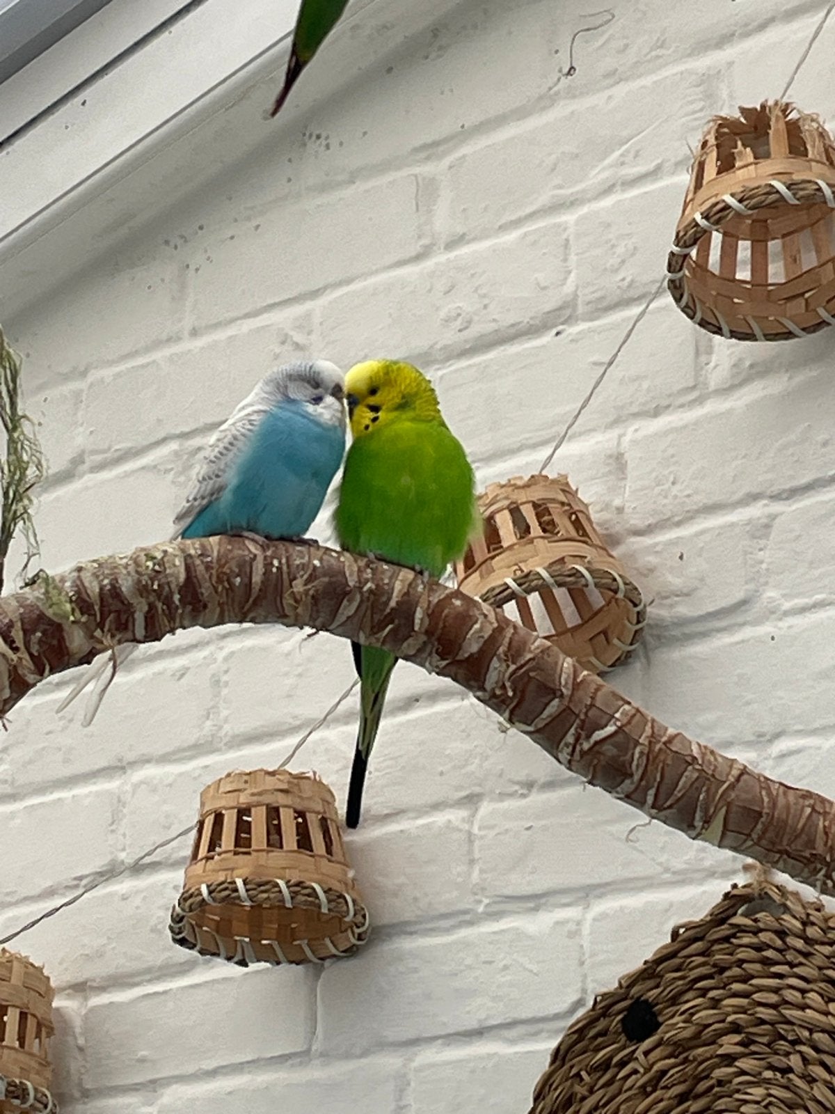 Gele grasparkiet met eventueel kooi – €15., Dieren en Toebehoren