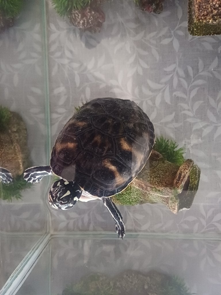 Gratis waterschildpad, Dieren en Toebehoren, Schildpad, 3 tot 6 jaar