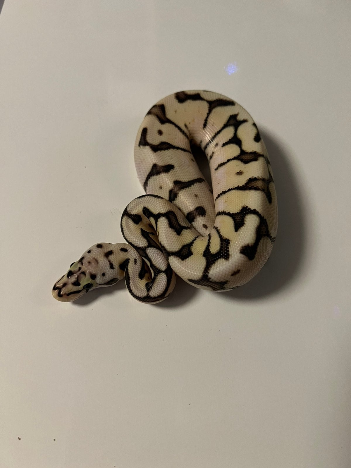 1.0 Bumblebee Het Axanthic TSK, Dieren en Toebehoren, Slang, 0 tot 2 jaar
