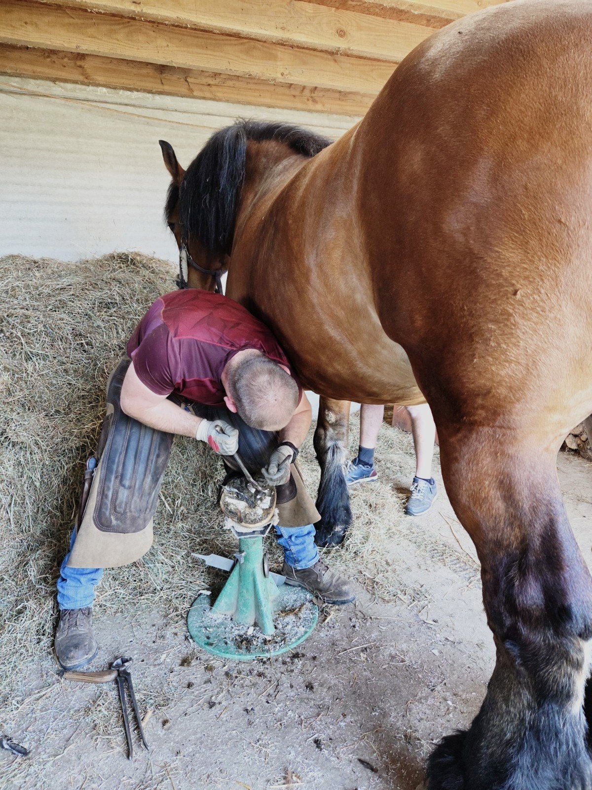 Bekapper - Hoefsmid, Verzorging of Verzorgpony's
