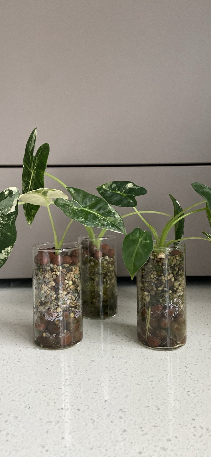 Alocasia Frydek, Enlèvement