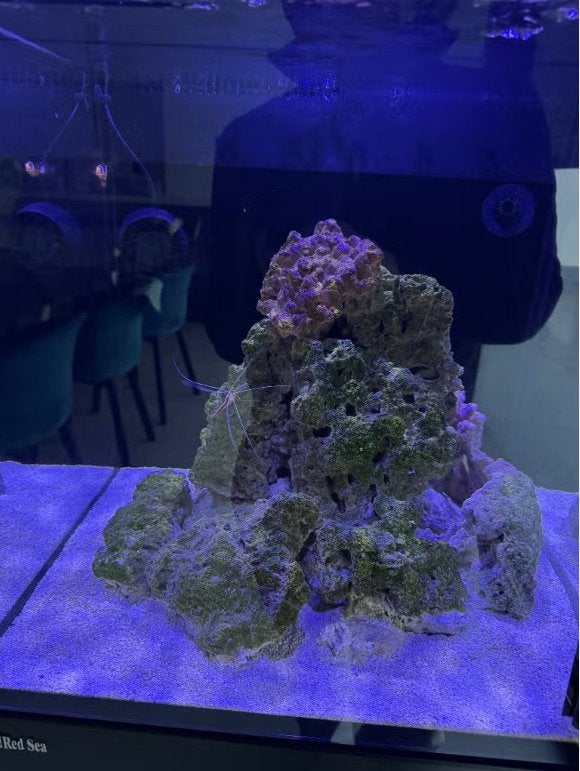 Red Sea Max Nano G2 XL 120L, Animaux & Accessoires, Poissons | Aquariums & Accessoires, Red Sea, Aquarium d'eau de mer rempli