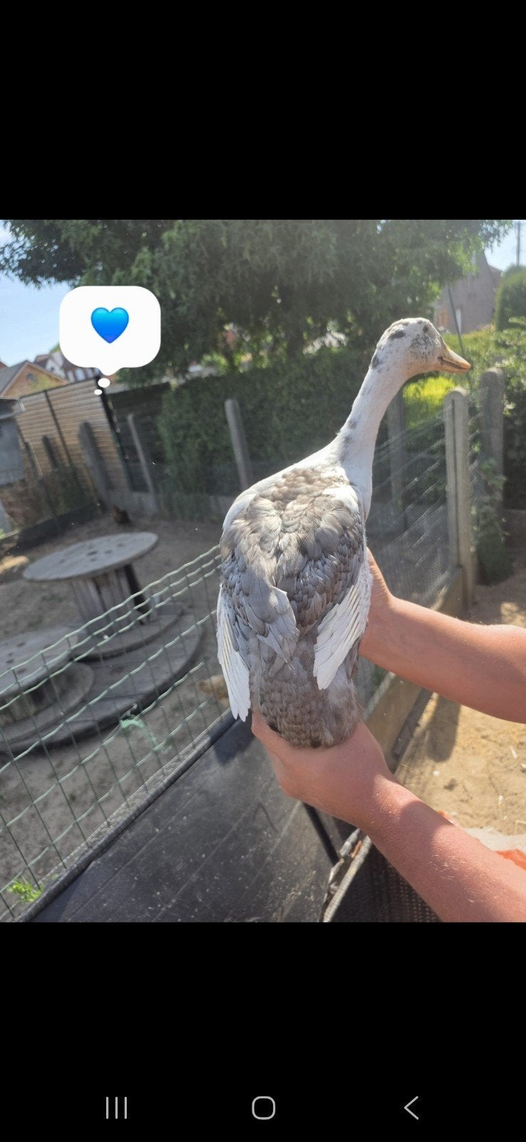 mooie indiche loopeenden., Meerdere dieren, Eend