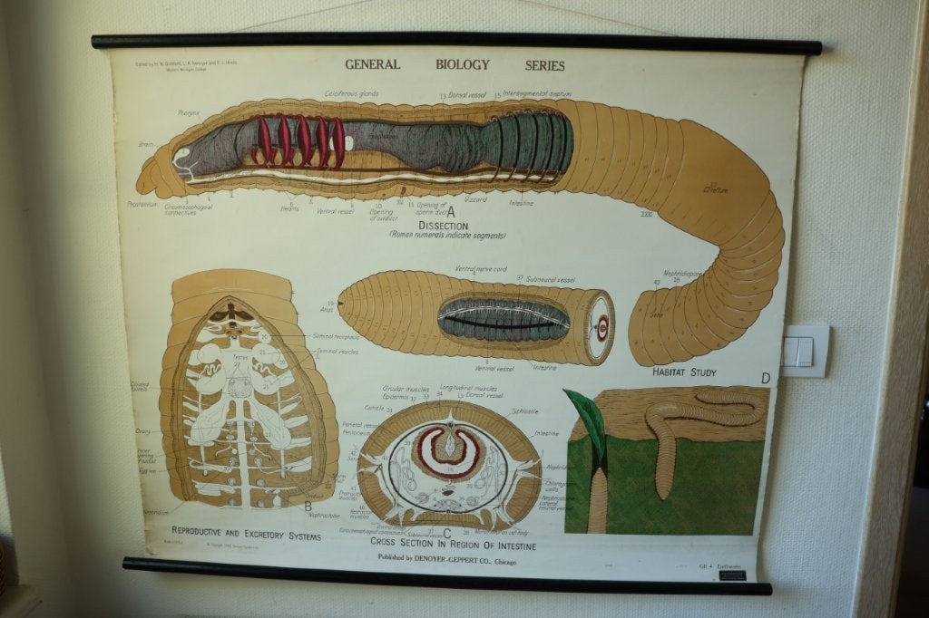 Vintage biologische schoolplaat regenworm, Antiek en Kunst, Antiek | Schoolplaten, Ophalen of Verzenden, Natuur en Biologie