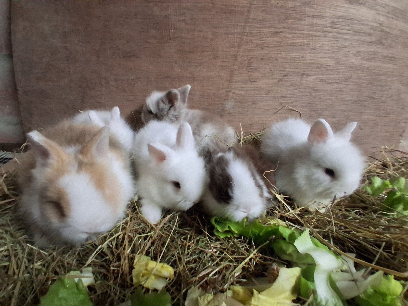 teddy ,s, Dieren en Toebehoren, September, Geslacht onbekend