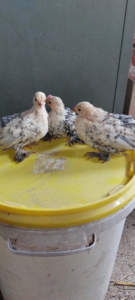 sabelpoot kriel, Animaux & Accessoires, Volatiles