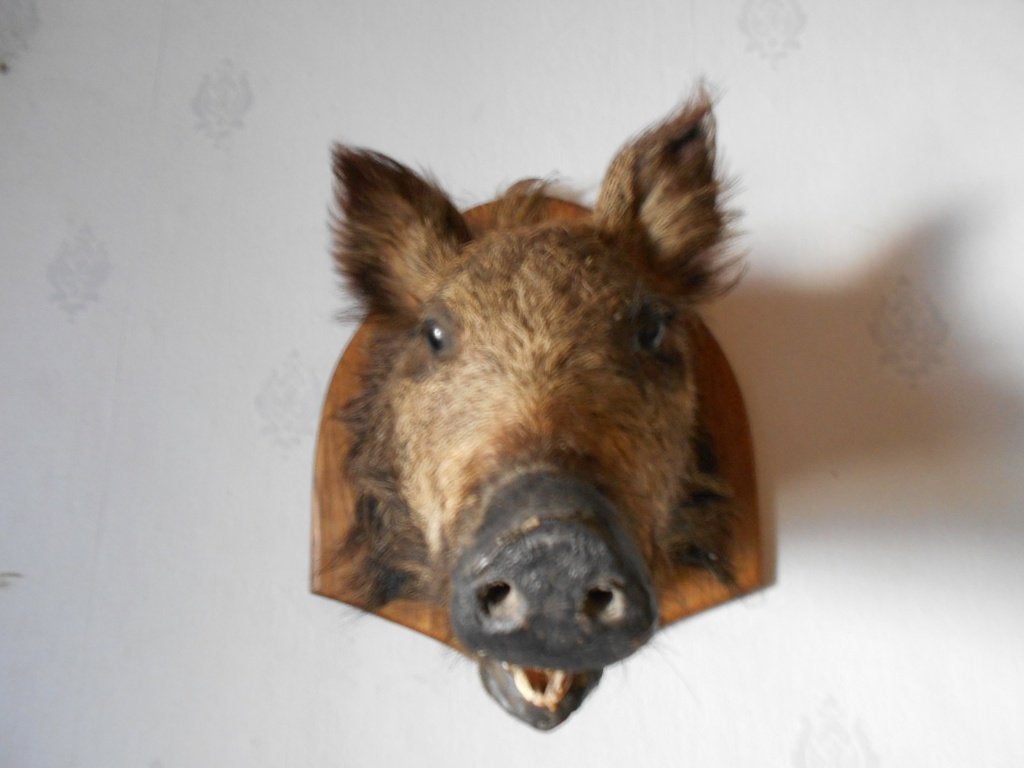 everzwynkop  taxidermie, Ophalen of Verzenden