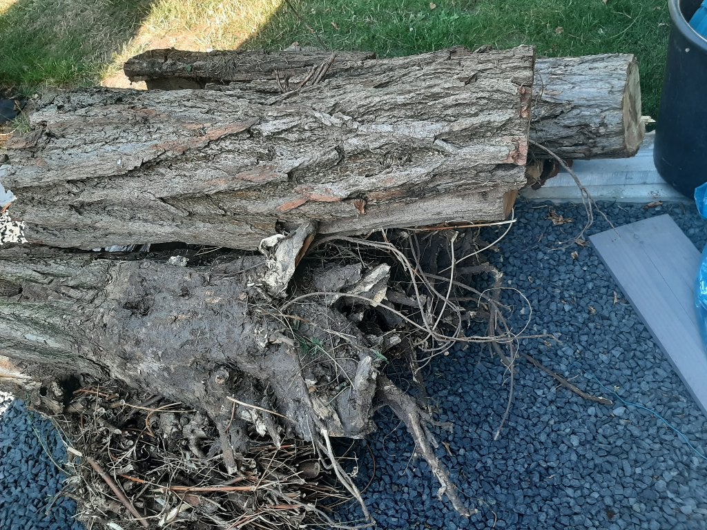 Brandhout acacia, Tuin en Terras, Brandhout, Minder dan 3 m³, Ophalen, Overige houtsoorten, Stammen