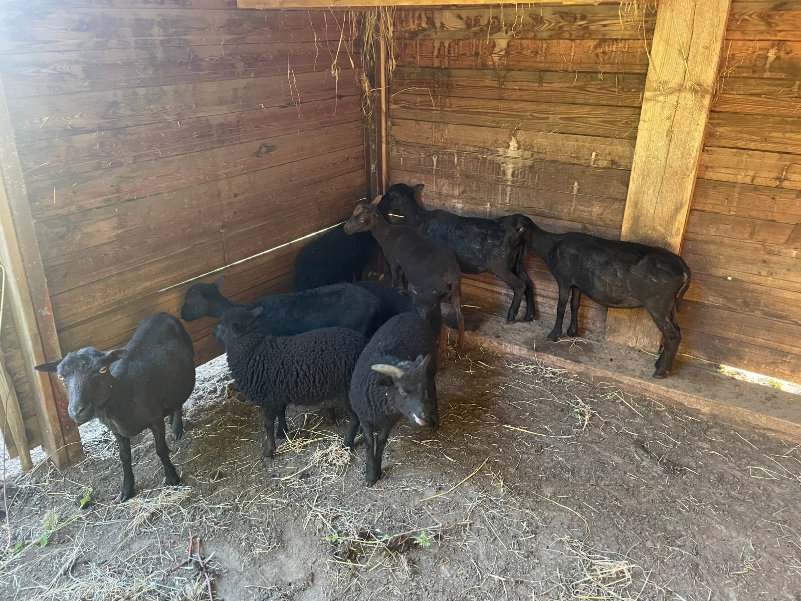 Ouessant kudde, Dieren en Toebehoren, Schapen, Geiten en Varkens, Meerdere dieren, Schaap