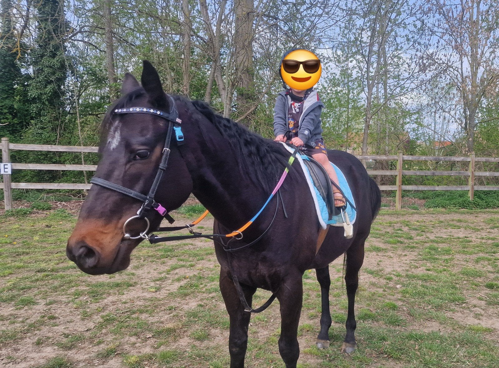 MUST GO, un poney en peluche, Animaux & Accessoires, Hongre, Débourré, Poney de récréation, Avec pedigree