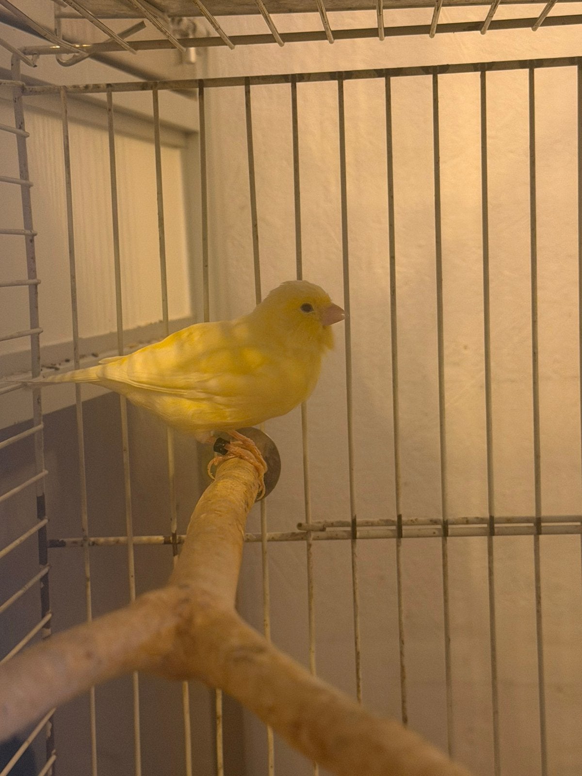 Kanarivogel pop, Dieren en Toebehoren, Vrouwelijk, Kleurkanarie