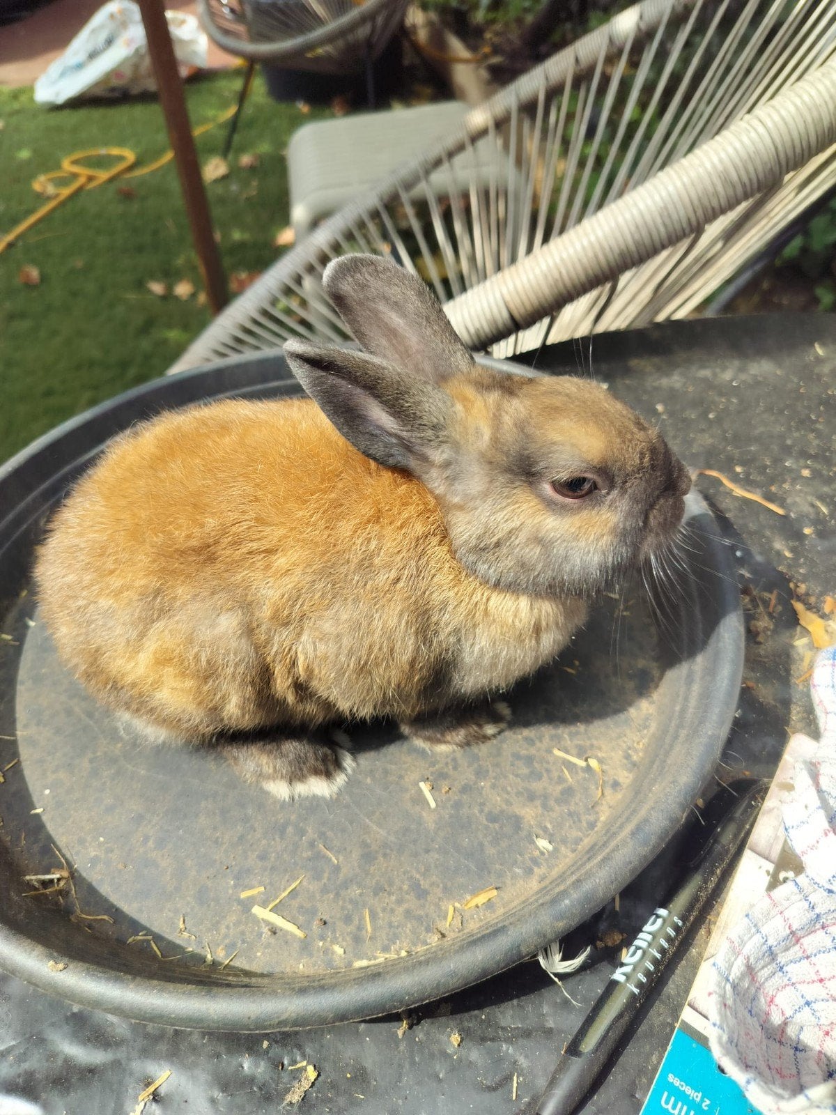konijntjes, Dieren en Toebehoren, Meerdere dieren, Klein, 0 tot 2 jaar