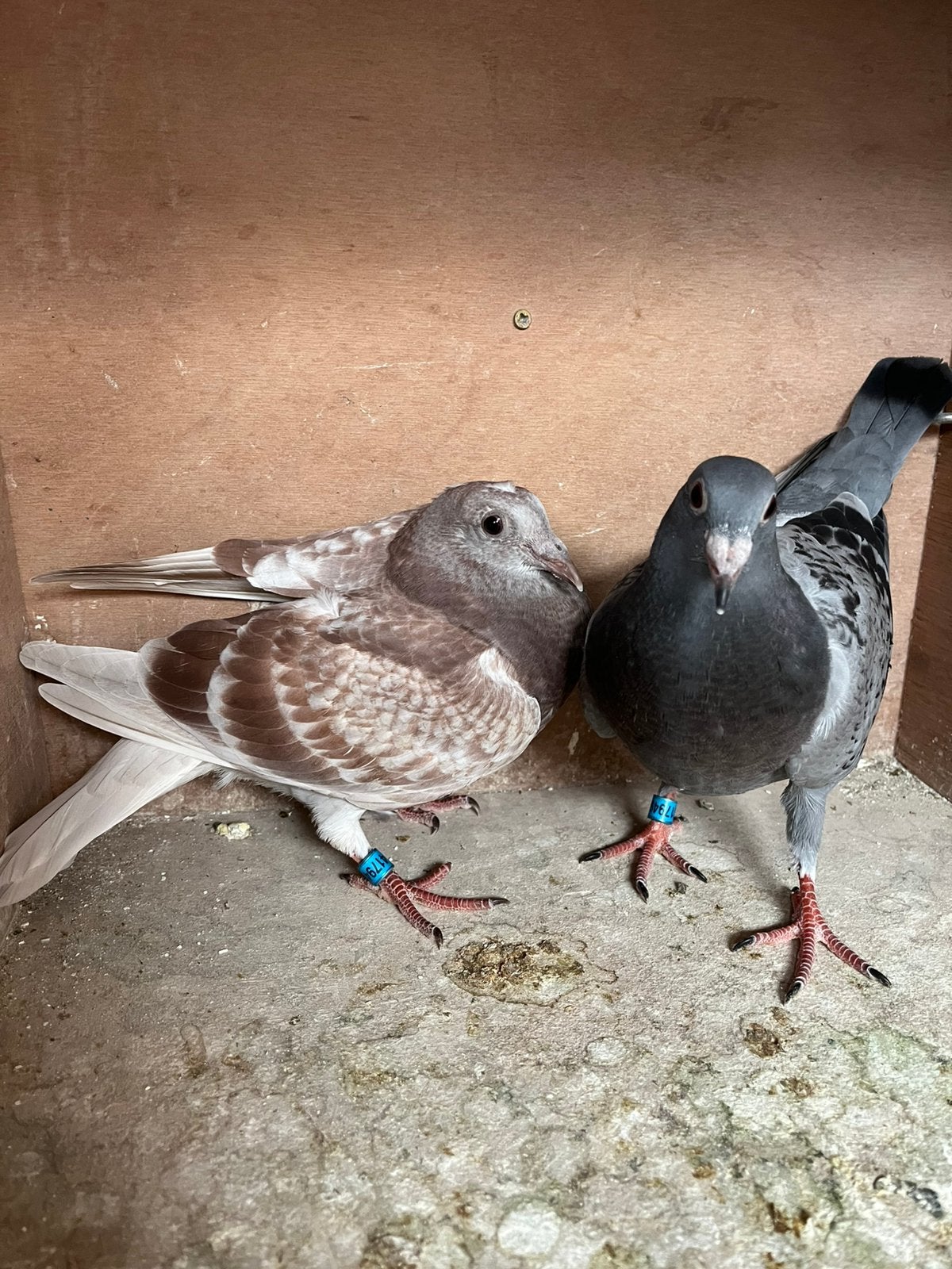 Koppel jonge duiven ( zware fond)