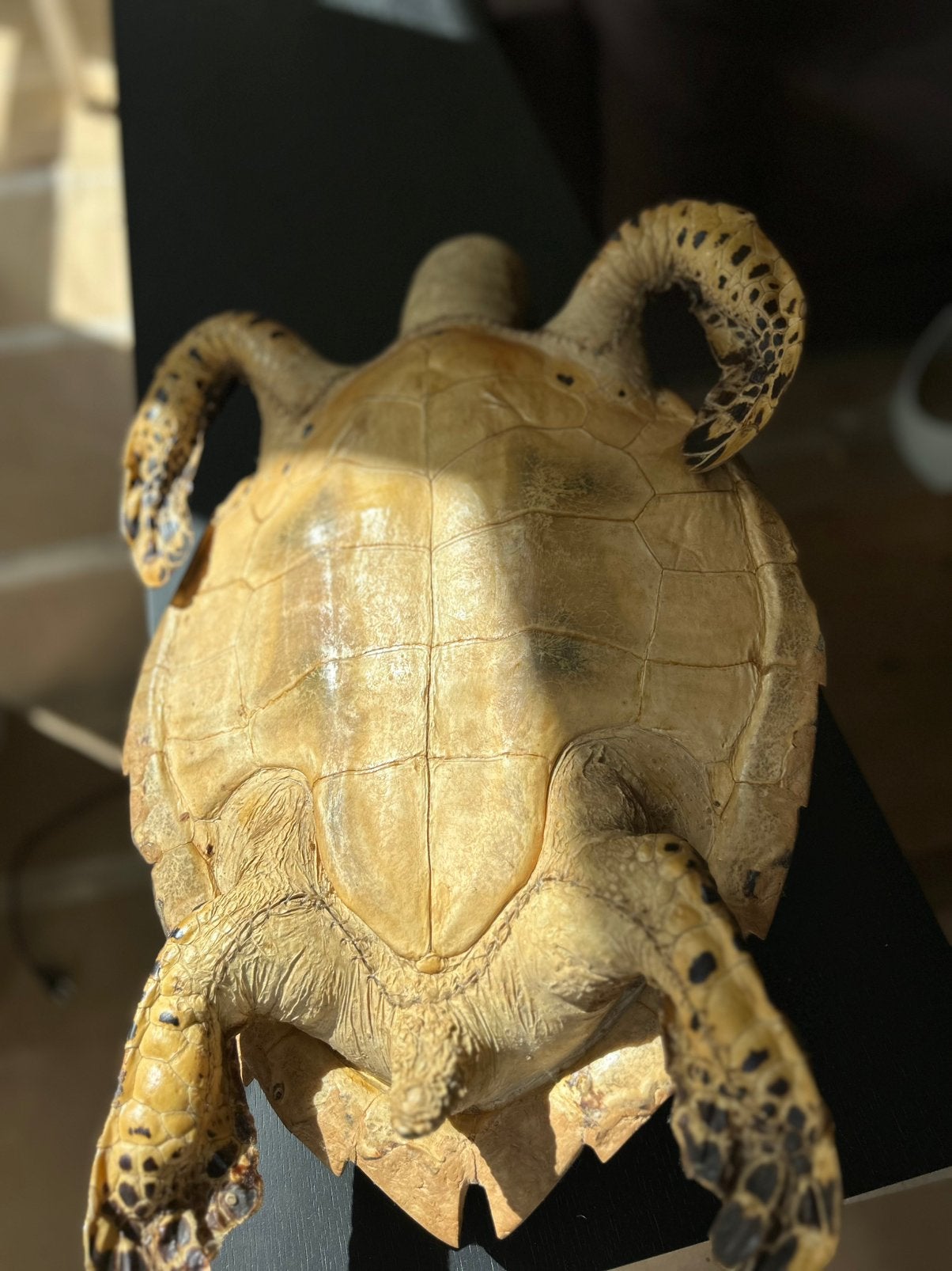 Water schildpad, Schildpad