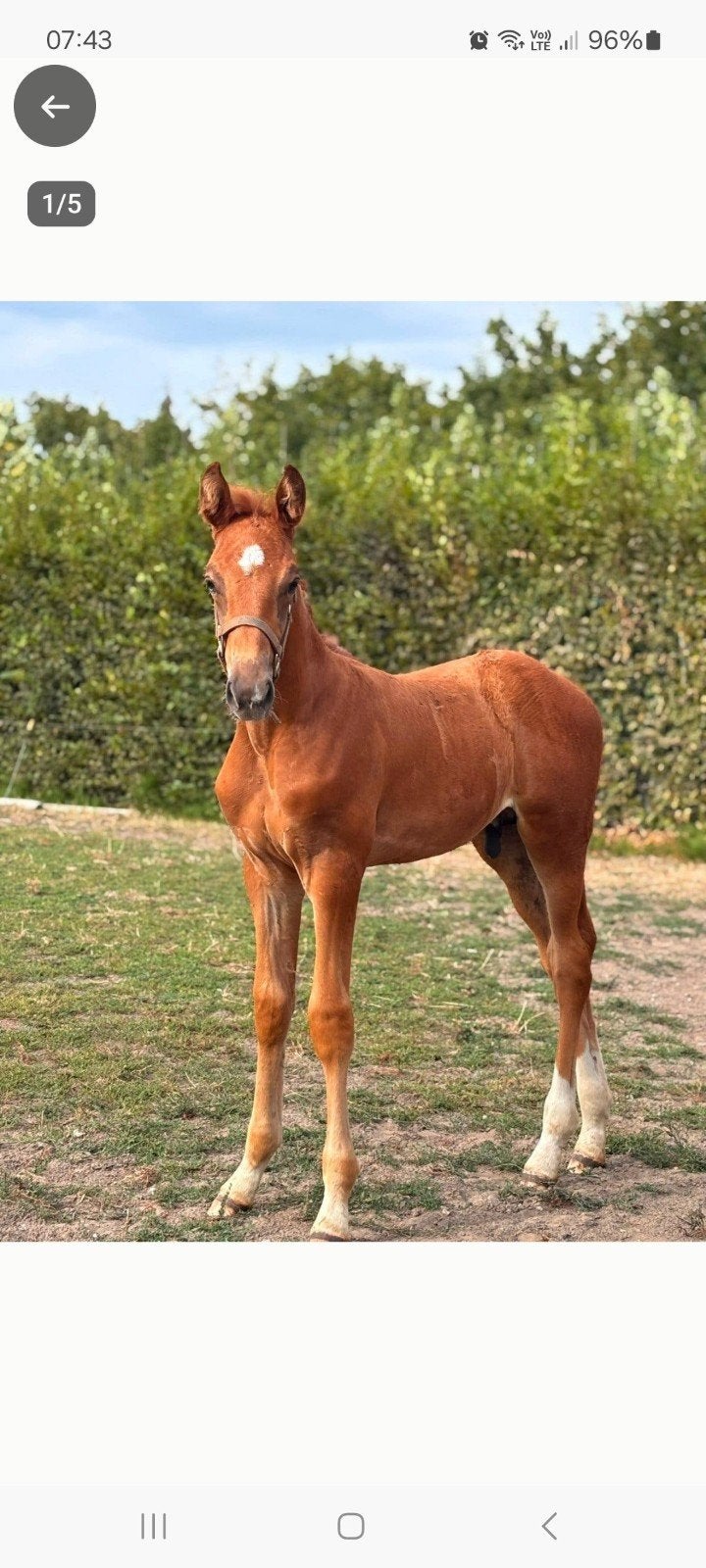 veulen uit 2 wereld kampioenen, Springpaard, Z, 0 tot 2 jaar, Hengst