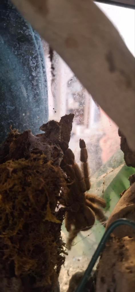 Pterinochilus chordatus met terrarium, Dieren en Toebehoren