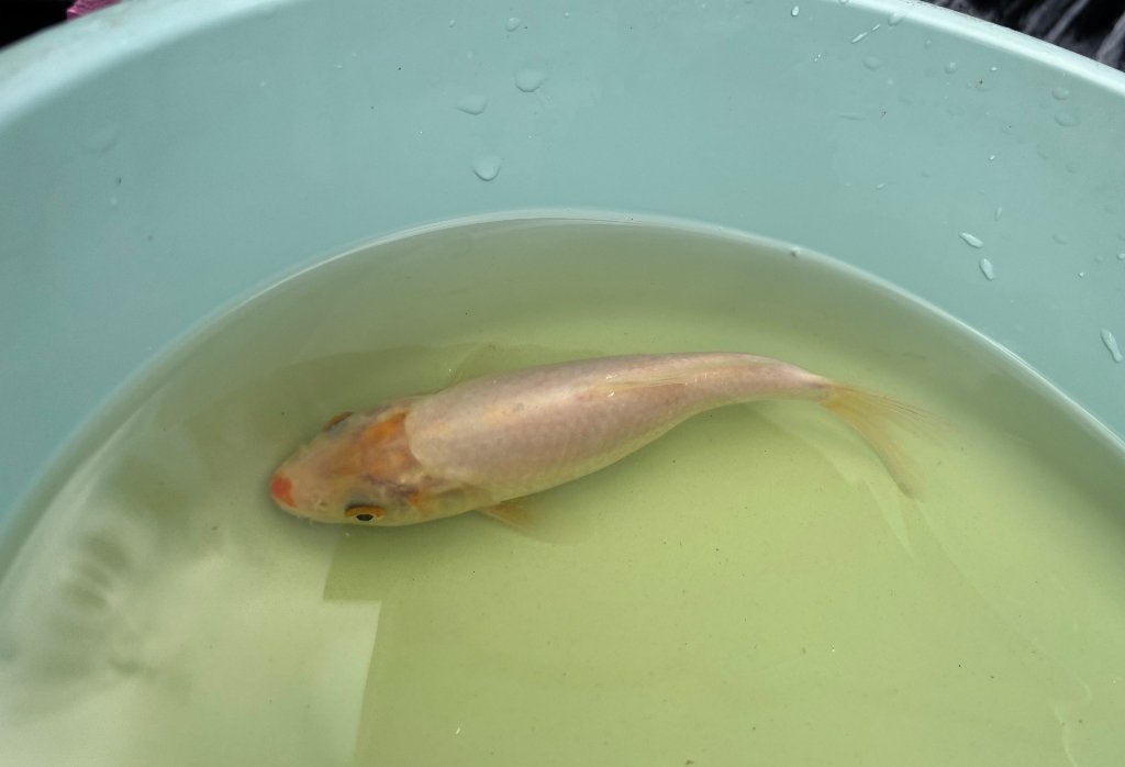 Witte koi met rode lippen - 17cm, Dieren en Toebehoren, Vissen | Vijvervissen, Karper of Koi