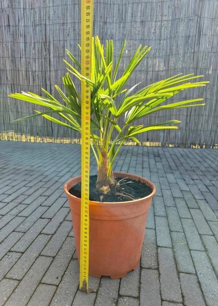 Winterharde palmbomen zelfgekweekt, Tuin en Terras, Ophalen