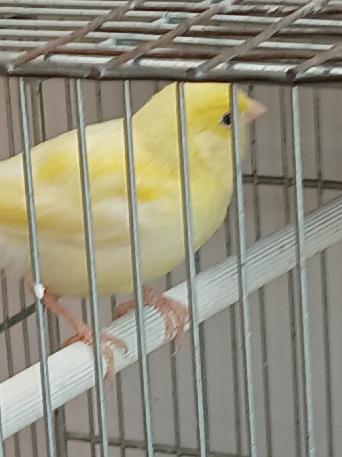 Jonge kanaries, Dieren en Toebehoren, Meerdere dieren, Zangkanarie
