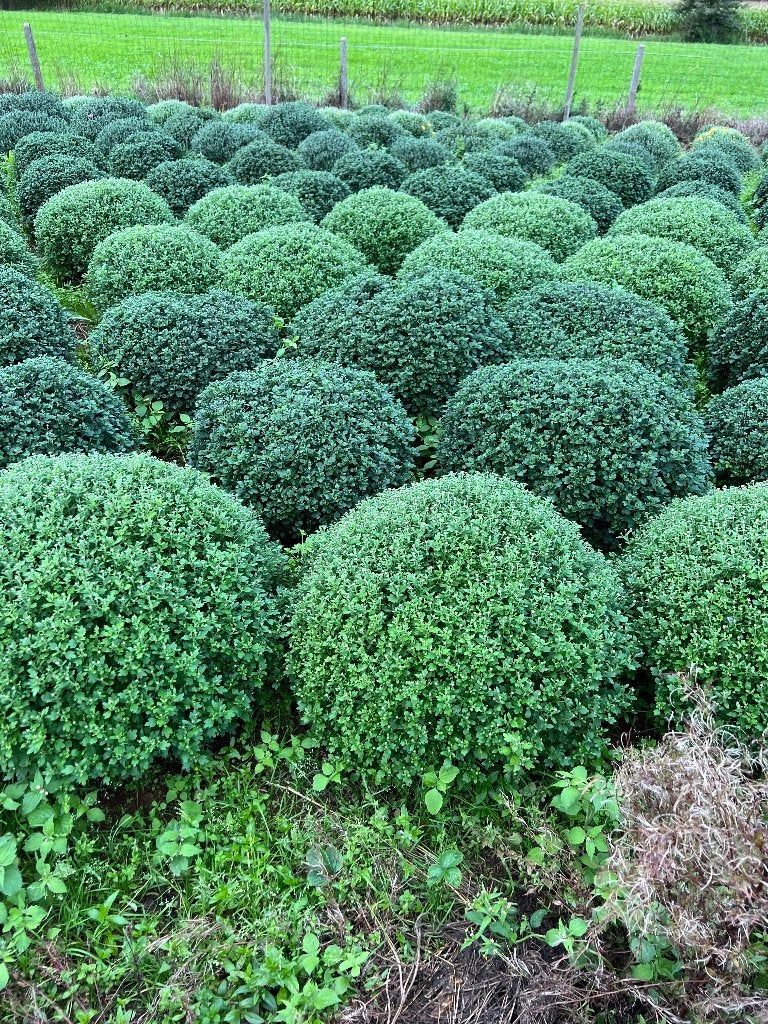 Chrysanten herfst 2026, Volle zon, Eenjarig, Herfst, Ophalen