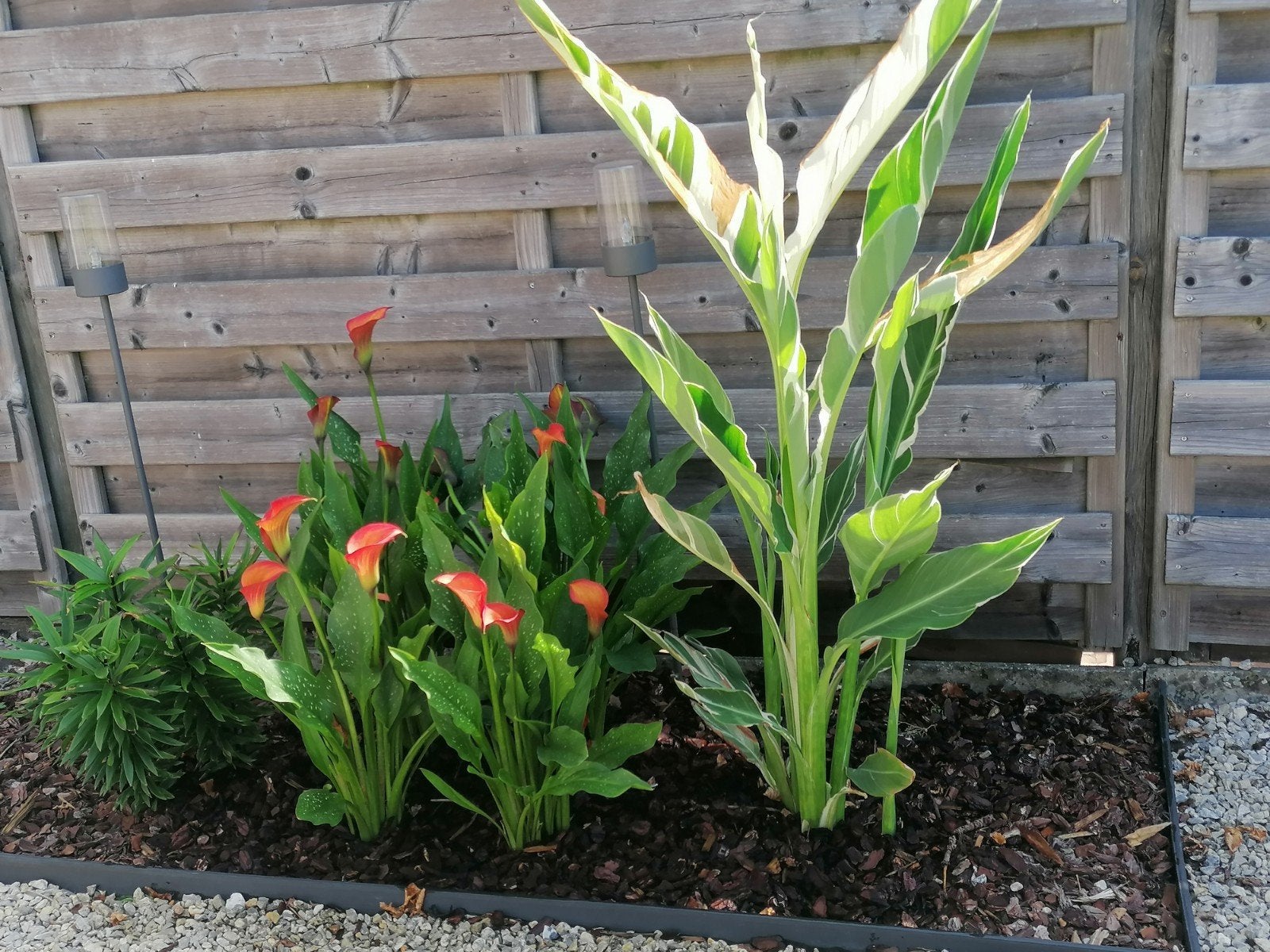 Canna Stuttgart, Vaste plant, Winter, Volledige schaduw, Ophalen